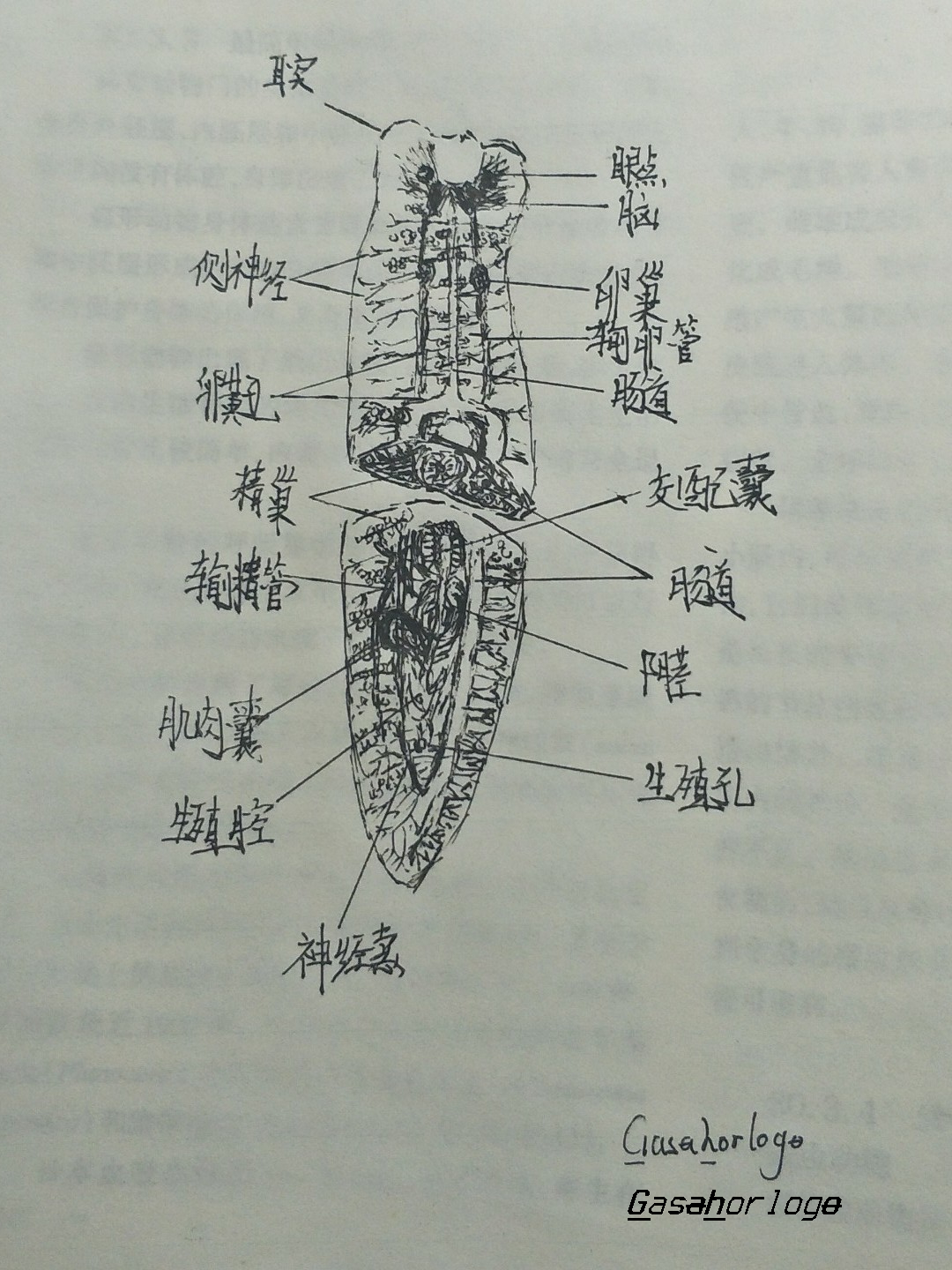 (涡虫) 于 2024-07-07 仿自 陈阅增普通生物学(第5版), 2023